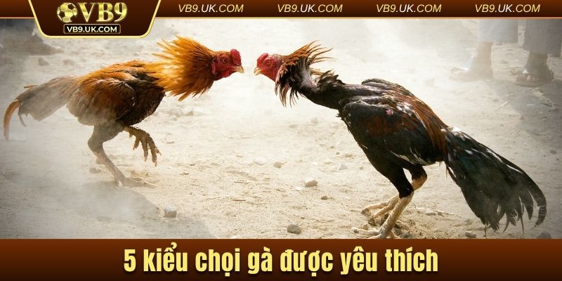 5 kiểu chọi gà được yêu thích
